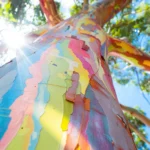 Eucalyptus deglupta - drzewo z korą w kolorach tęczy