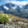 Roślina odporna na zimno: sekrety Rhodiola Rosea – adaptogen z arktycznych krańców