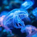 Bioluminescencja – Światło z Głębin