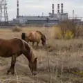 Unikatowa Czarnobylska Strefa Wykluczenia: Rezerwat Przyrody i Laboratorium Naukowe