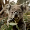 Koala – jedyny ssak z odciskami palców jak u człowieka?